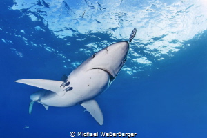 Blue Shark diving at Acores -http://diveazores.net by Michael Weberberger 